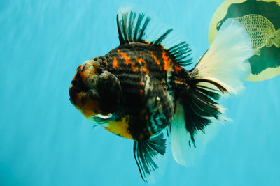 AAA Grade Special Sanke Calico Oranda Female 7 inches #071726OR_04
