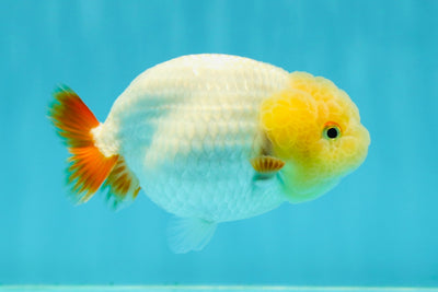 A Grade Lipsticks Lemonhead Orange Tail LionQueen 3.5-4 inches #0202LC_13