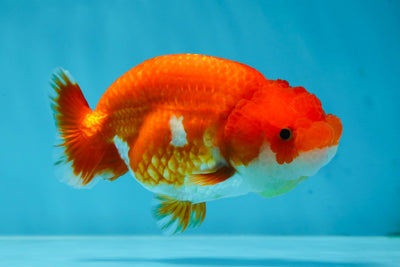 A Grade Red White LionQueen 4-4.5 inches #053025LC_06