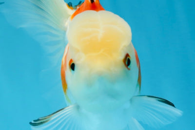 A Grade Jade Head Tricolor Oranda Female 5-5.5 inches #021425OR_21
