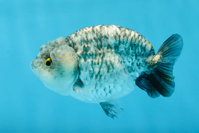 RARE Blue Granite Chubby Lionchu Male 4 inches #022125LC_24