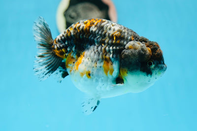 AAA Grade Kirin Ranchu Female 5-5.5 inches #0922RC_01