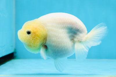 A Grade White Marble Lemonhead Button Eyes LionQueen 4.5 inches #020725LC_08