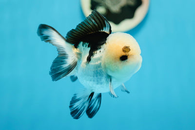 Panda Oranda mâle de qualité A 4 pouces #0825OR_08