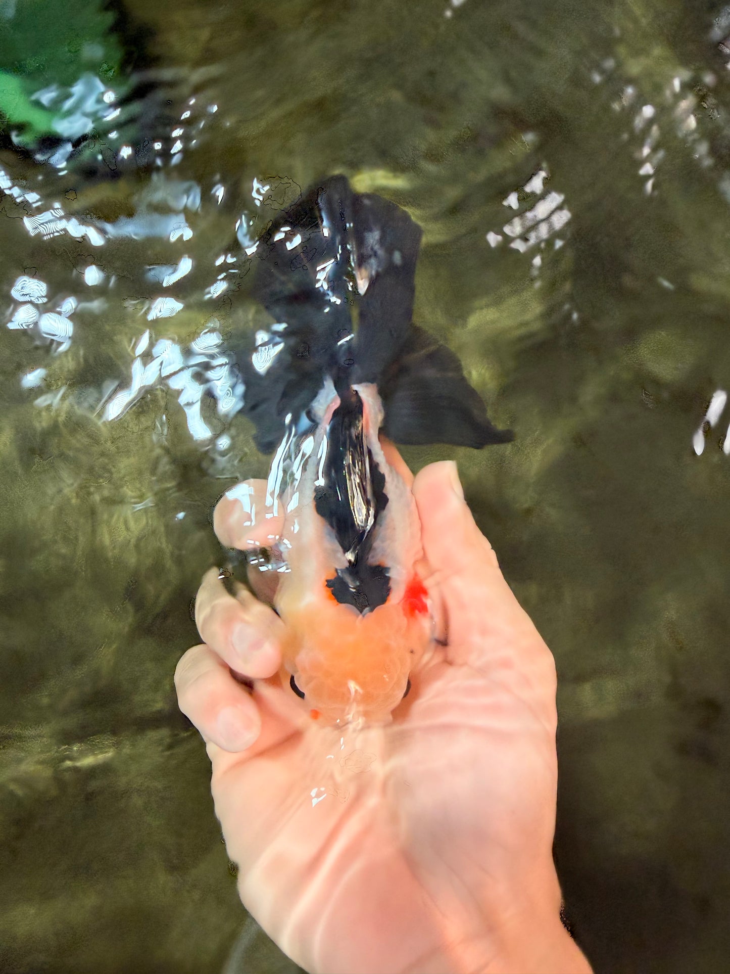 CHARLIE A Grade Tricolor Button Eyes Oranda Male 5 inches #042426OR_05