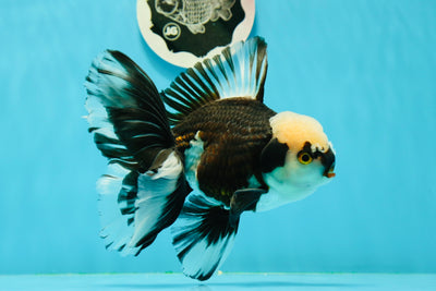 Panda gigante macho de 5,5 pulgadas de grado AAA, generación especial, Oranda #0308OR_06