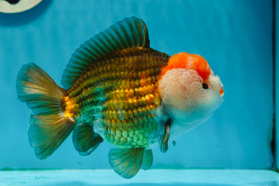 Pompons de catégorie A Tricolore Yuanbao Mâle 5,5 pouces #1124YB_18