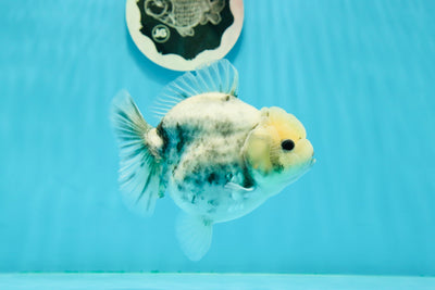 Yuanbao de mármol en forma de huevo de grado A para mujer, 4,5 pulgadas, n.º 0223YB_12