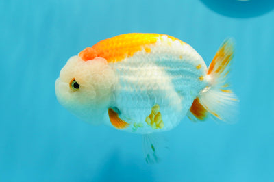 AAA Grade Mac N Cheese Red White LionQueen 4.5-5 inches #0510LC_37