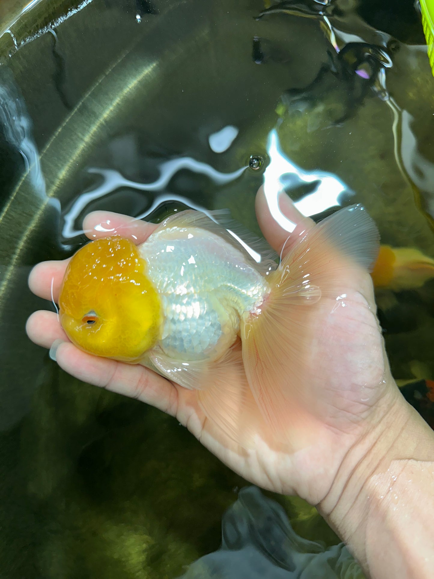 Big Wen A Grade Lemonhead Oranda Male 5 inches #042525OR_07