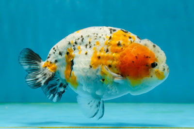 A Grade Chubby Calico LionKing 5-5.5 inches #031425LC_03