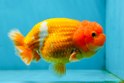 Super Cute Red White Lionchu Male 4.5 inches #030725LC_04