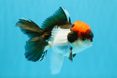 Red Head Tricolor Oranda Male 4.5-5 inches #032726OR_09