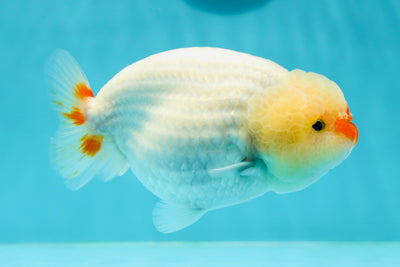 AAA Grade 🐤 Duckie Red White LionQueen 4.5-5 inches #0405LC_10