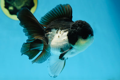 A Grade Panda Button Eyes Oranda Male 5 inches #080825OR_02