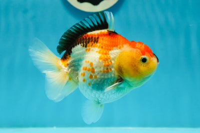 A Grade Unique Mark Tricolor Yuanbao Female 4-4.5 inches #1110YB_13