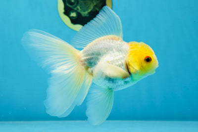 A Grade Little Sunshine Lemonhead Oranda Male 5 inches #022125OR_07