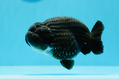 AAA Grade Chubby Black LionKing 4-4.5 inches #0510LC_28