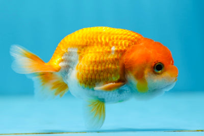 Red White Lionchu Male 3-3.5 inches #0901LC_19