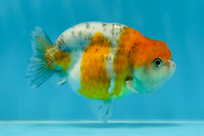 A Grade Calico LionQueen 4 inches #060625LC_05