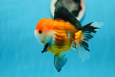Oranda tricolore mâle de qualité A 4,5 pouces #0908OR_10