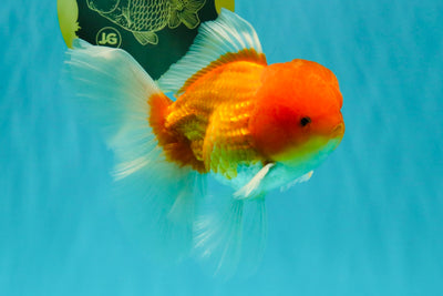 Red White Oranda Male 6 inches #082126OR_09
