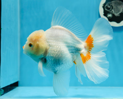 Macho oranda naranja y blanco de grado AAA de 6 pulgadas n.° 0726OR_11