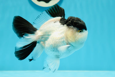 A Grade Pulldog Panda Oranda Male 4.5 inches #121523OR_16