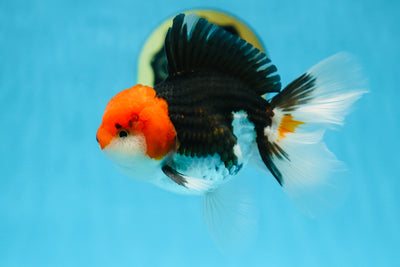 A Grade CHAPLIN Tricolor Oranda Male 5-5.5 inches #082925OR_07
