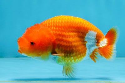 A Grade Red White LionQueen 4 inches #112825LC_06