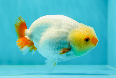 🍋 Lemonhead Lionchu Male 4.5 inches #0405LC_07