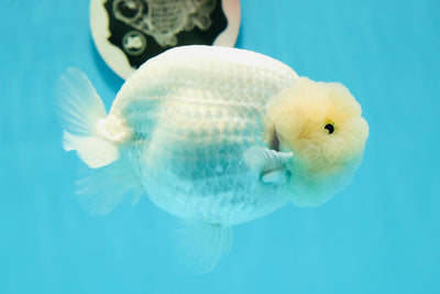 AAA Grade Lemonhead Pure Snow White LionKing 5 inches #1208LC_14