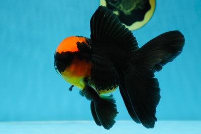 AAA Grade Batman Apache Oranda Male 5 inches #053025OR_16