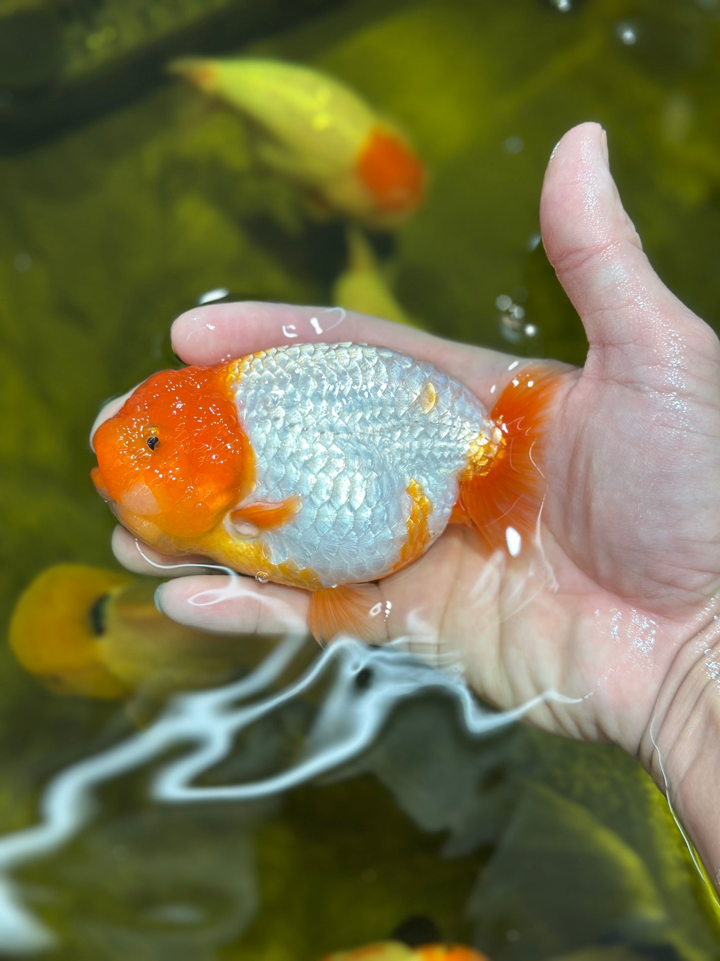 A Grade Fluffy Wen Red White LionKing 4.5 inches #013125LC_05