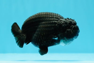 AAA Grade Mysterious Black LionQueen 4-4.5 inches #0607LC_21