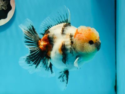 A Grade Unique 2 Sides TriColor Oranda Female 5 inches #1124OR_12