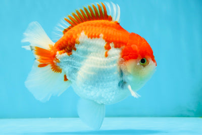 LITTLE BAO AAA Grade Red White Yuanbao Male 5.5 inches #032726YB_04