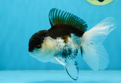 A Grade Oreo Panda Oranda Male 5 inches #022125OR_12
