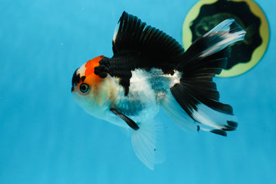 🌋 Blaze Tricolor Oranda Male 4.5 inches #022125OR_18