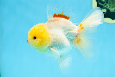AAA Grade Lemonhead Oranda Male 5 inches #080125OR_20