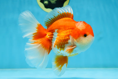 AAA Grade THICK BODY Red White Oranda Male 5.5 inches #082225OR_14