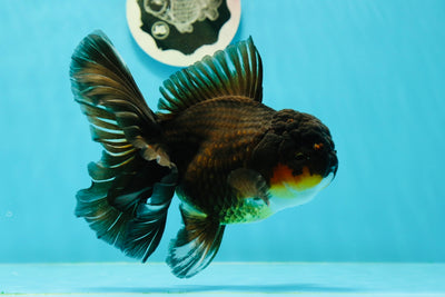 AAA Grade Black Gold Oranda Male 5.5 inches #0405OR_02