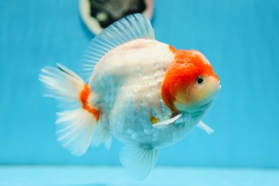 Godzilla Yuanbao Sakura Mâle de 6 pouces de qualité d'exposition #0908YB_18