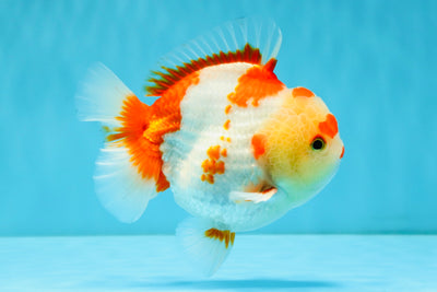 SUPER Cutie AAA Grade Red White Yuanbao Male 5 inches #032726YB_01