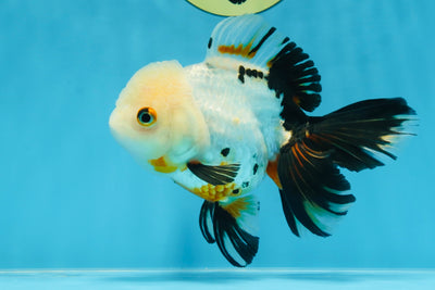 Tricolor Oranda Female 5.5 inches #072525OR_19