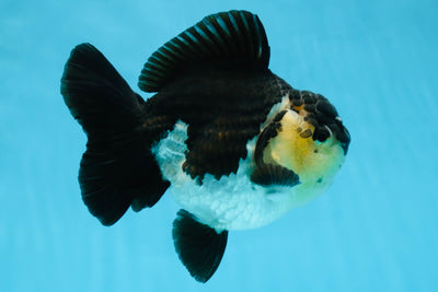 A Grade Panda Button Eyes Yuanbao 6 inches #080825YB_26