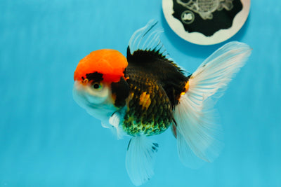 Oranda femelle tricolore à tête rouge de catégorie AAA 5 pouces #121523OR_11