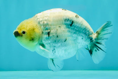 UNIQUE AAA Grade Jumbo Bloodline White Tiger Ranchu Male 4.5-5 inches #071726RC_06