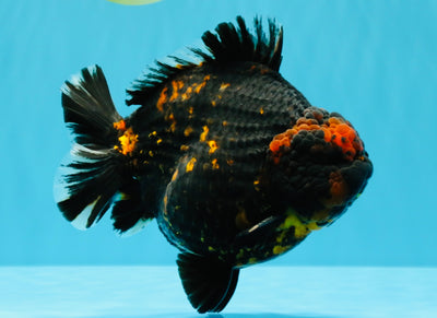 SUPER AAA Grade Godzilla Tiger Yuanbao Male 6 inches #022026YB_02