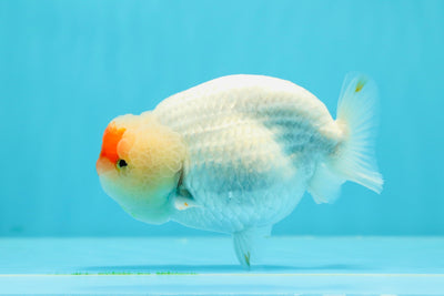 A Grade Orange Face Red White LionQueen 4-4.5 inches #0517LC_08